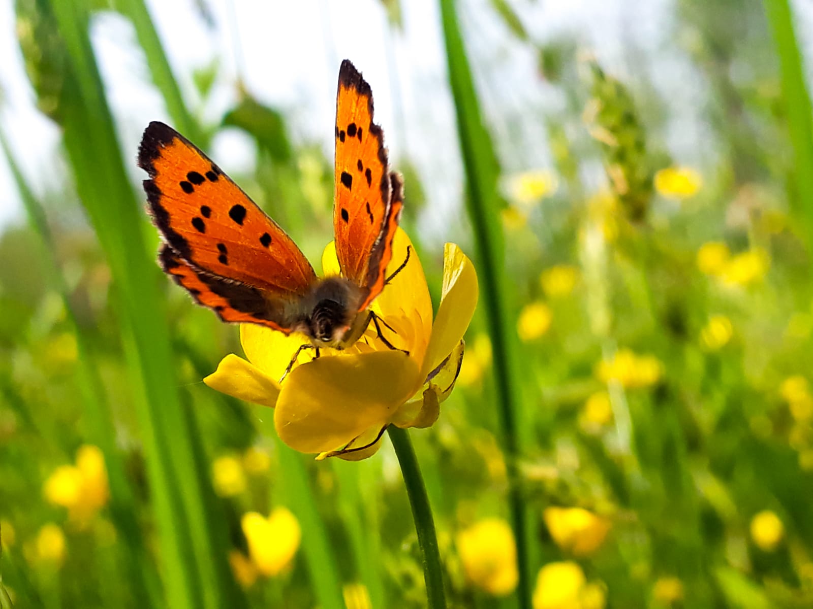 Lycaena dispar?  No, Lycaena phlaeas, maschio